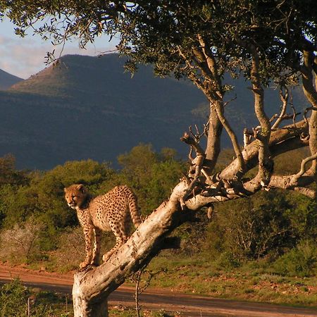 Graaff-ReinetSamara Karoo Reserve别墅 外观 照片